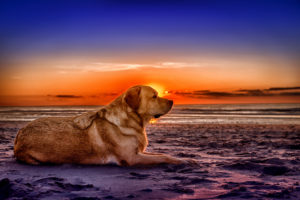 Netherlands, Holland, dog is lying on the beach on the West Frisian island of Texel, Province of North Holland, sunset, Netherlands, Holland, dog is lying on the beach on the West Frisian island of Texel, Province of North Holland, sunset,